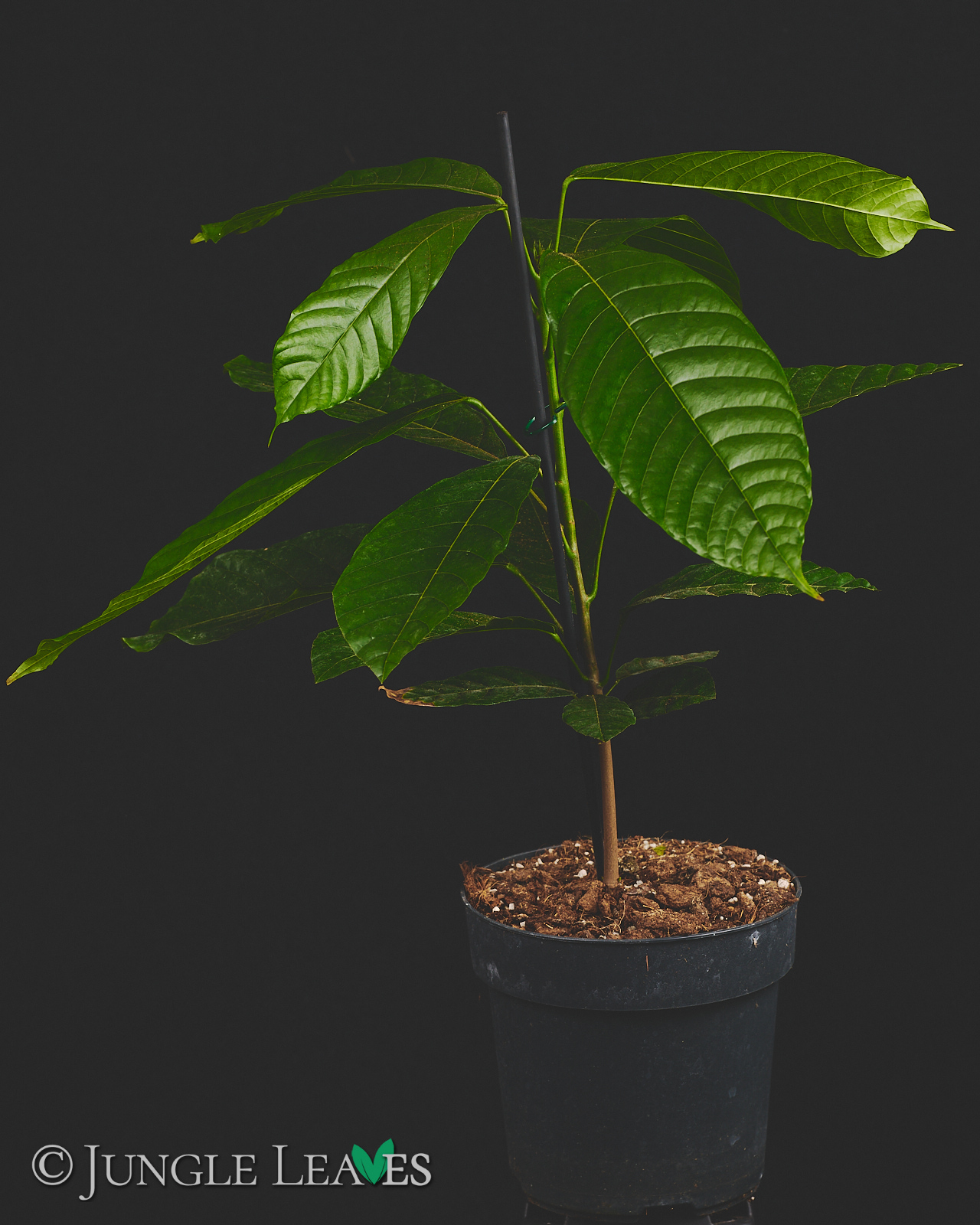 Theobroma cacao (Kakaobaum) Forastero – Bild 3