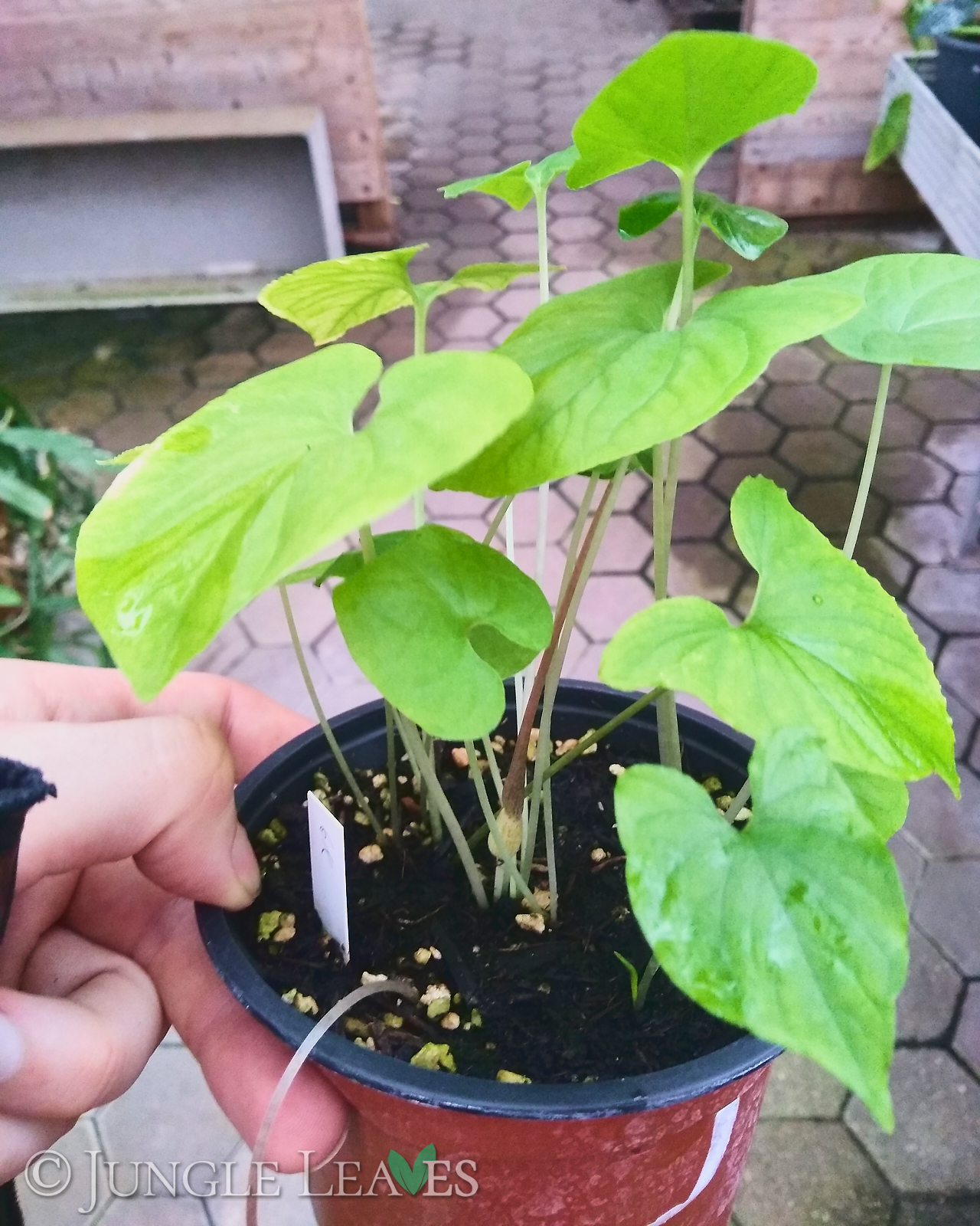 Typhonium flagelliforme