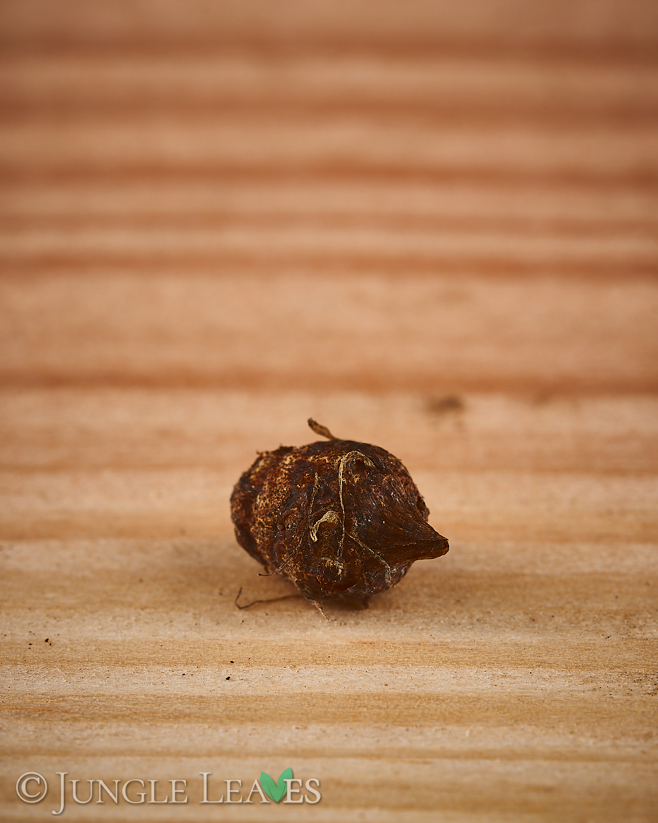 Typhonium flagelliforme – Bild 3