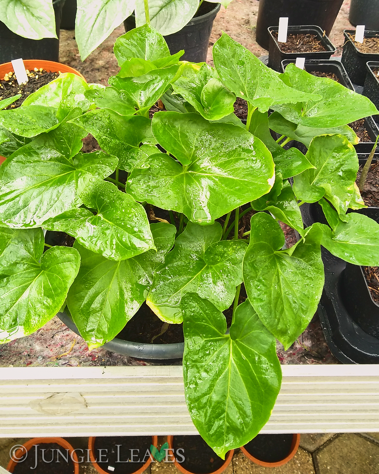 Typhonium roxburghii – Bild 4