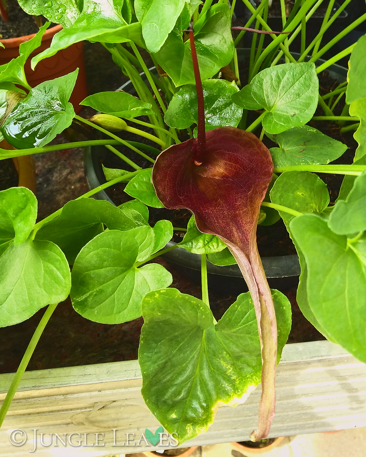 Typhonium roxburghii – Bild 3