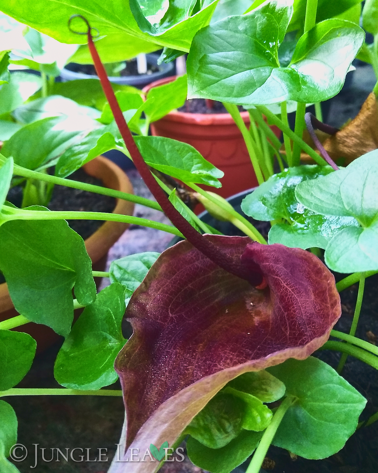 Typhonium roxburghii – Bild 2