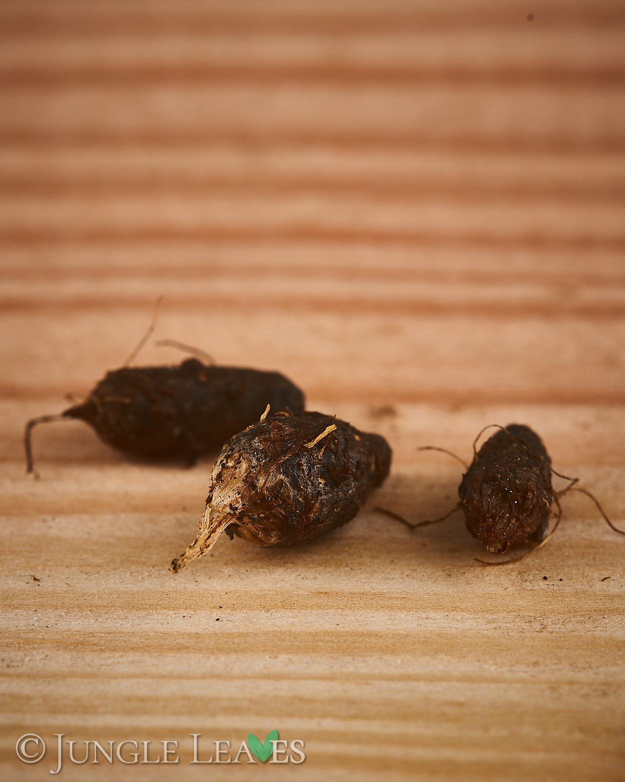 Typhonium roxburghii – Bild 5